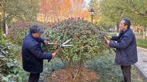 2026世界杯官网 上虞城市绿化带种植什么植物比较好